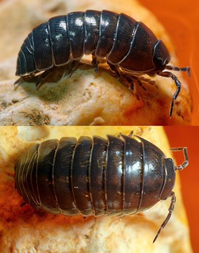 Réf. 303 959 : Armadillidium vulgare